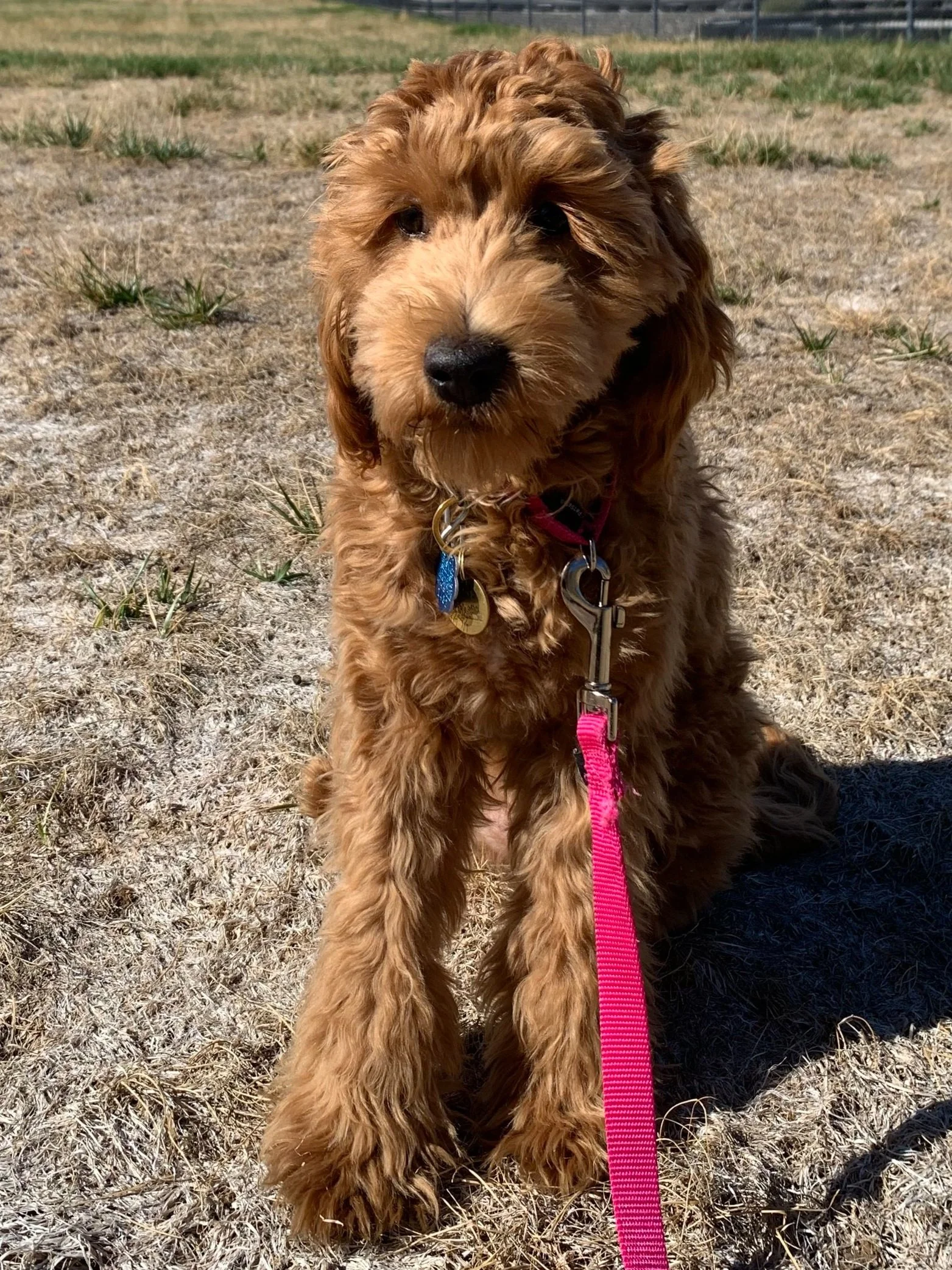 Doodle bugs on sale goldendoodles
